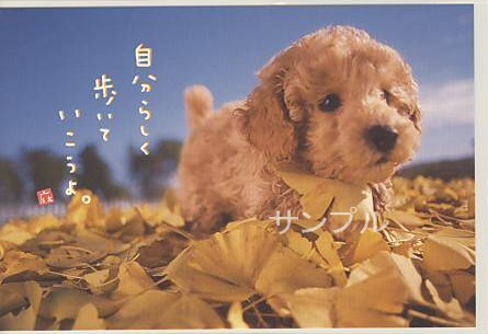 犬・ポストカード「自分らしく」
