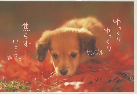 犬・ポストカード「焦らず」