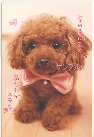 犬・ポストカード「そのまんまの」