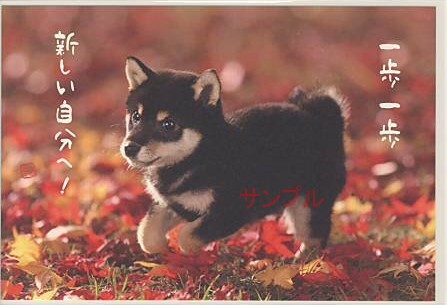 犬・ポストカード「新しい自分へ！」