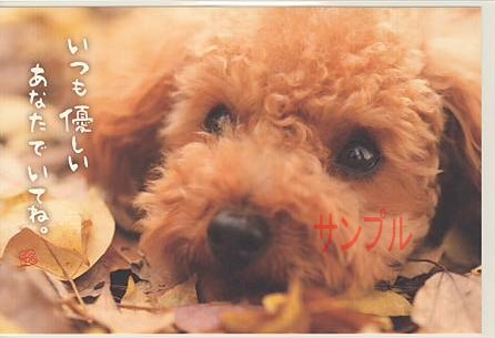 犬・ポストカード「優しいあなたで」