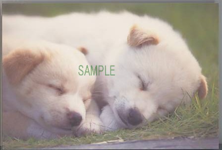 犬・ポストカード（2匹寝）