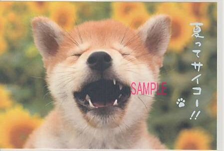 犬・ポストカード「夏ってサイコー！！」