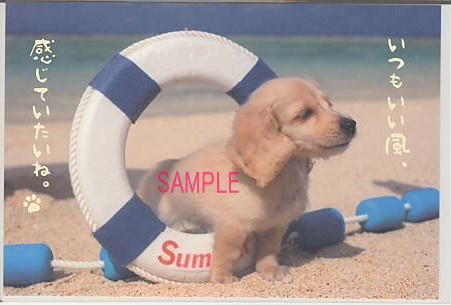犬・ポストカード「いつもいい風」