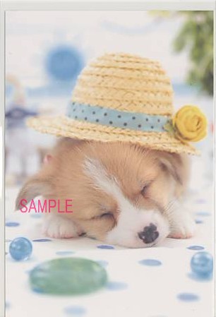 犬・ポストカード「帽子寝」