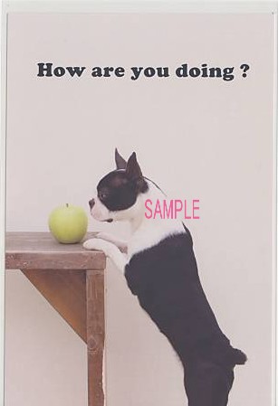 犬・ポストカード「How are you doing?」