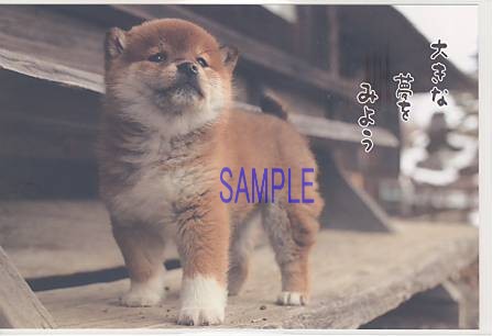 犬・ポストカード「大きな夢を」