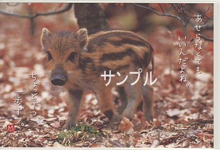 イノシシ・ポストカード「一歩ずつ」