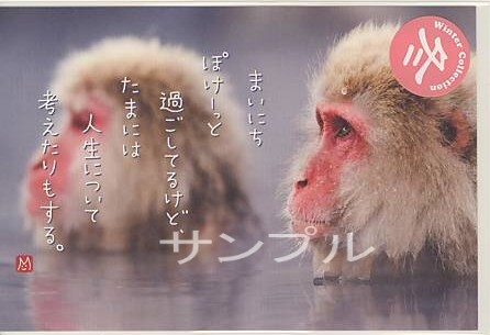 ニホンザル・ポストカード「たまには人生について」