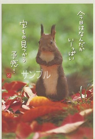 エゾリス・ポストカード「宝もの見つかる予感」